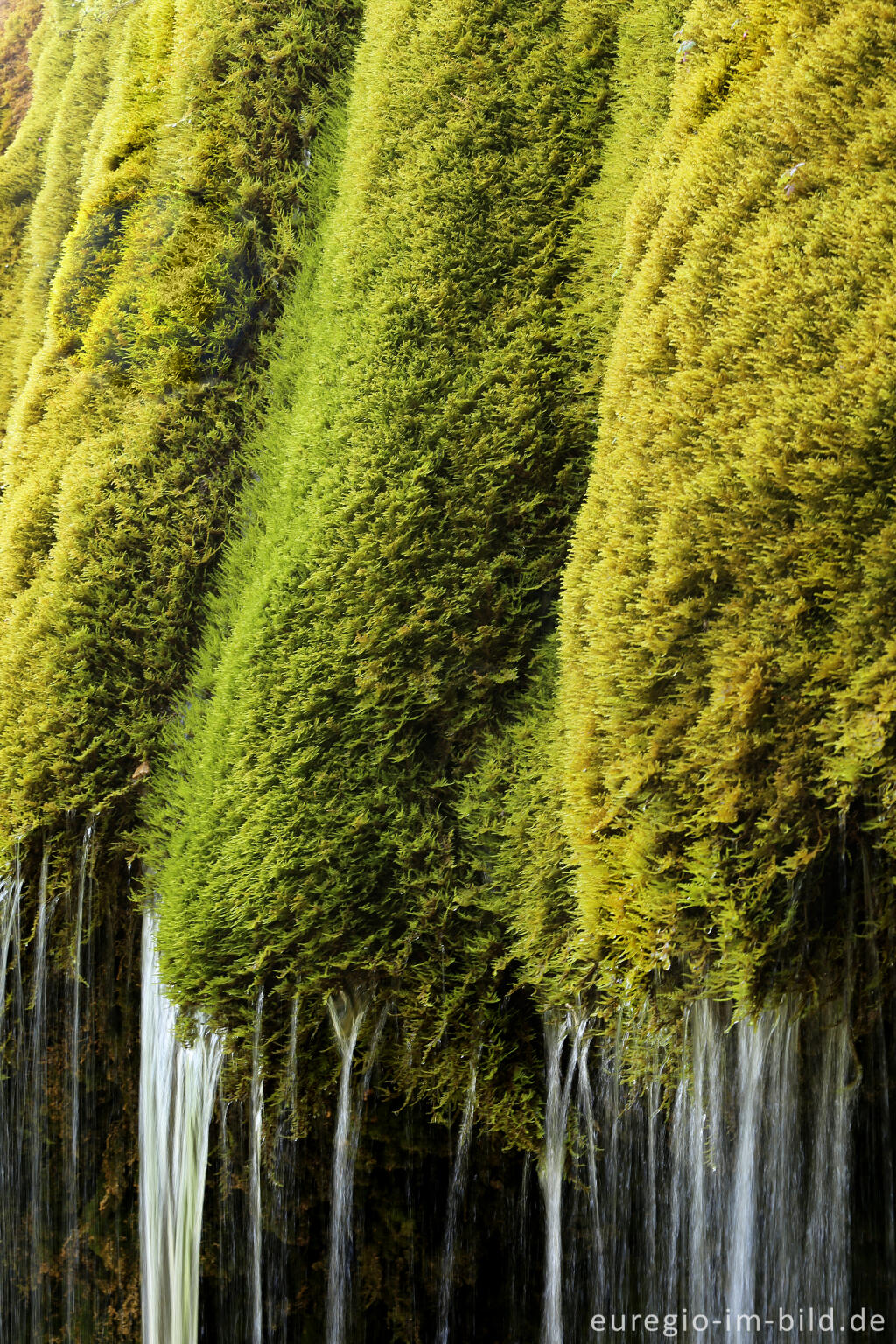 Detailansicht von Der DreimÃ¼hlen-Wasserfall in der Eifel bei Ãxheim AhÃ¼tte