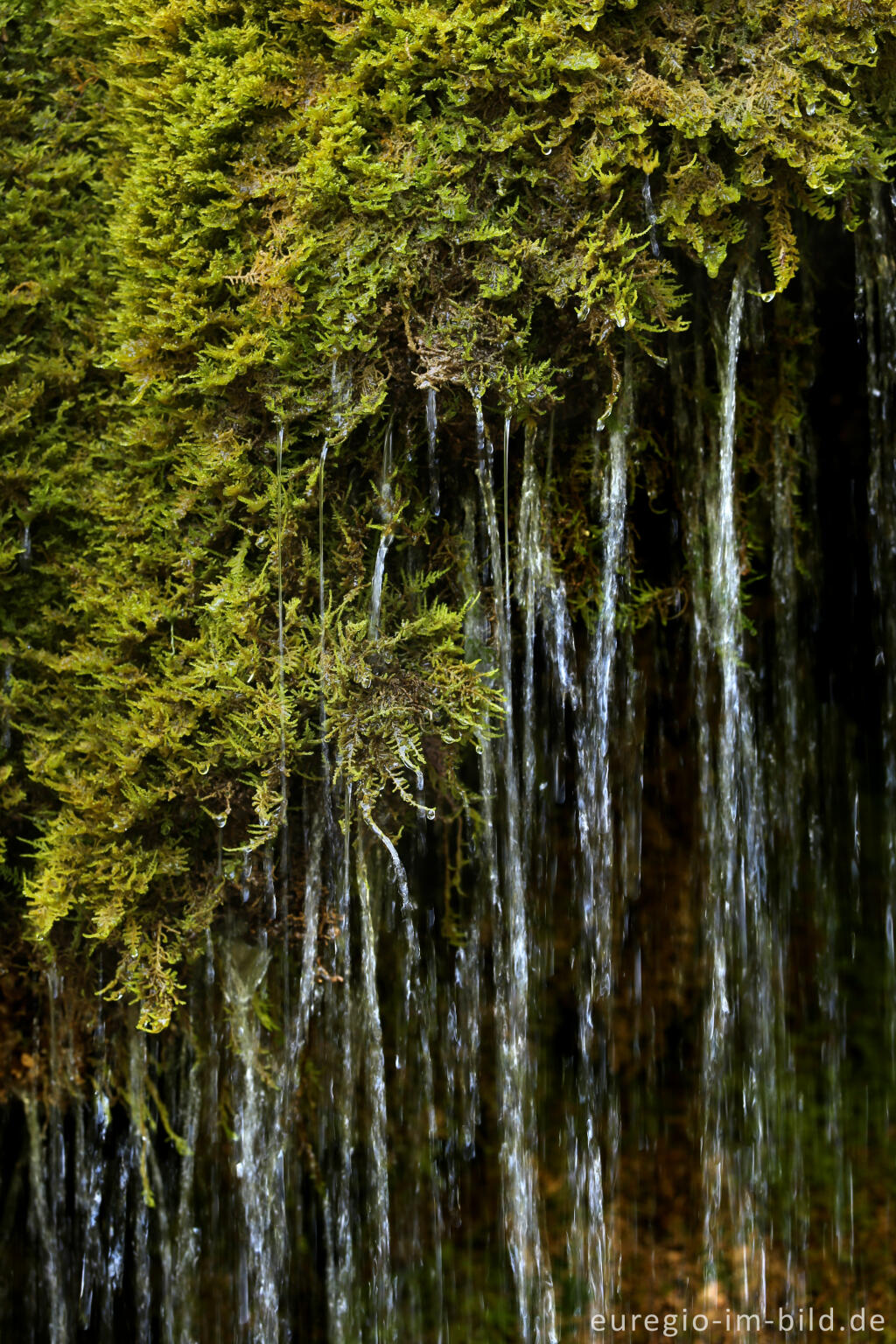 Detailansicht von Der DreimÃ¼hlen-Wasserfall in der Eifel bei Ãxheim AhÃ¼tte