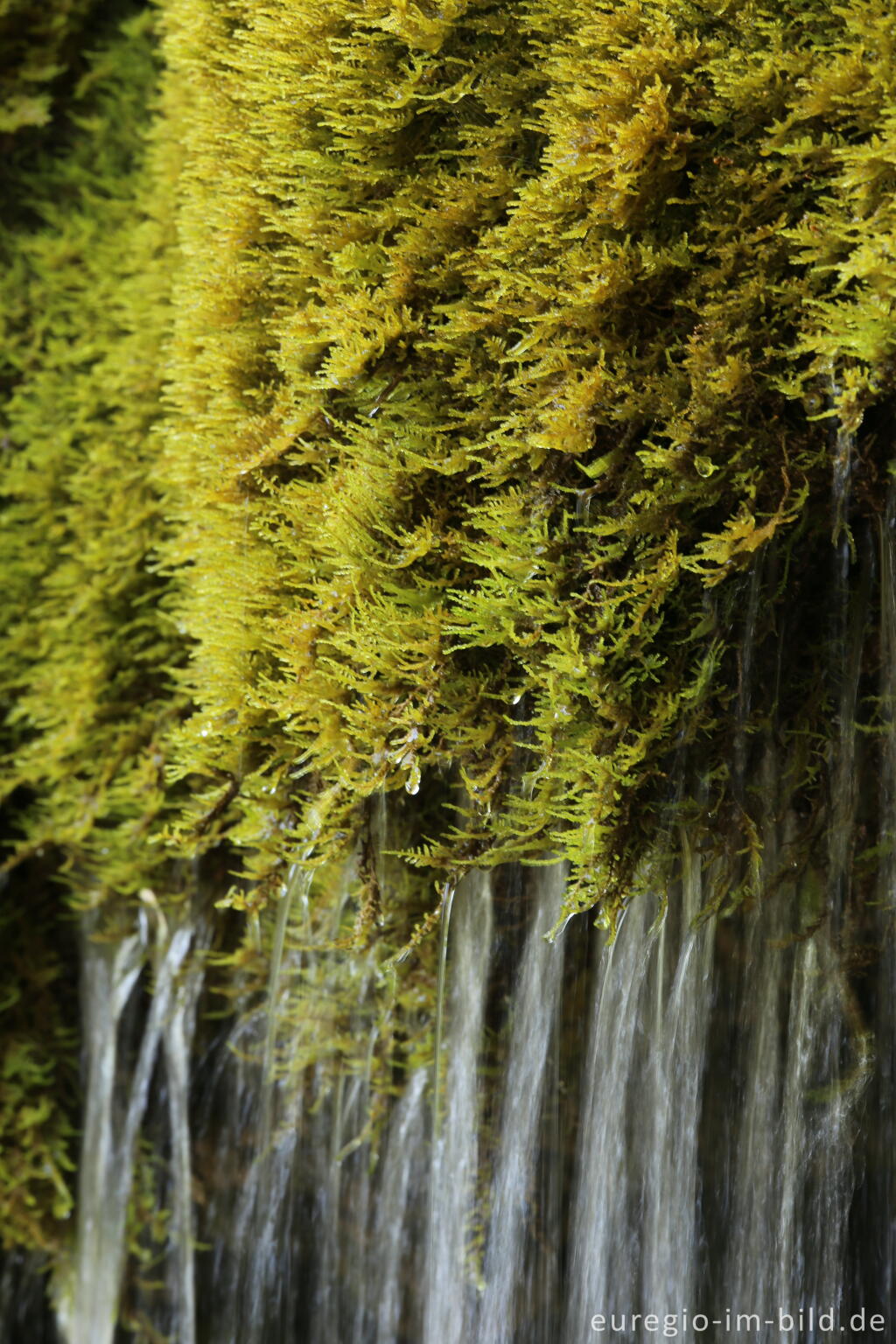 Detailansicht von Der Dreimühlen-Wasserfall in der Eifel bei Üxheim Ahütte