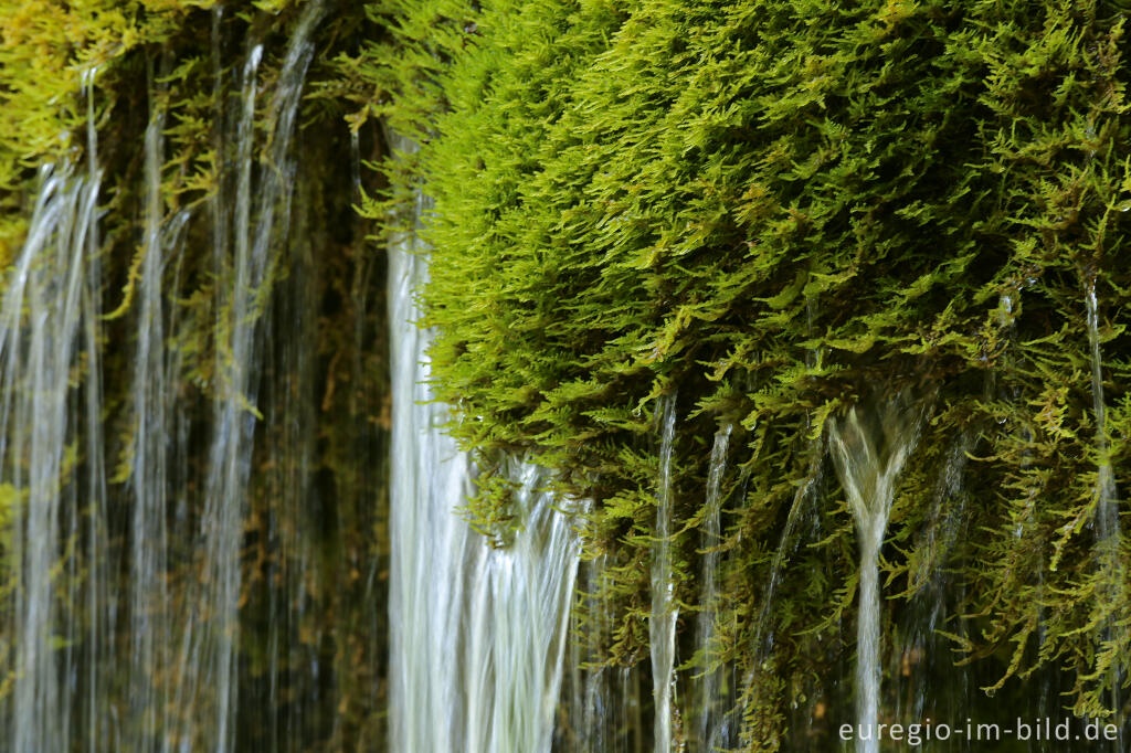 Detailansicht von Der Dreimühlen-Wasserfall in der Eifel bei Üxheim Ahütte