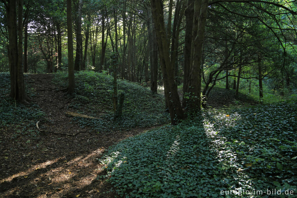 Detailansicht von Der Eibenwald auf dem Lousberg in Aachen