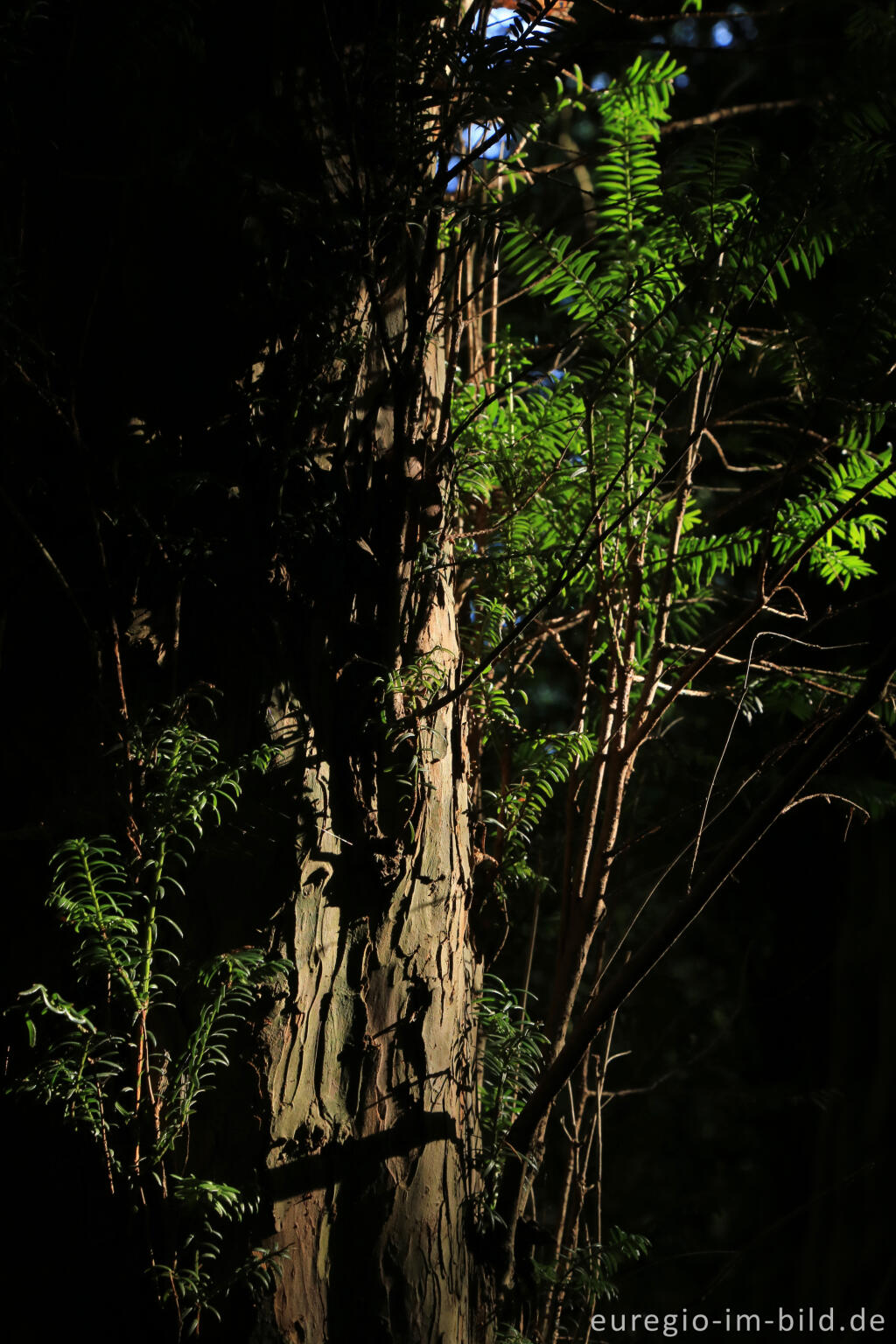 Detailansicht von Der Eibenwald auf dem Lousberg in Aachen