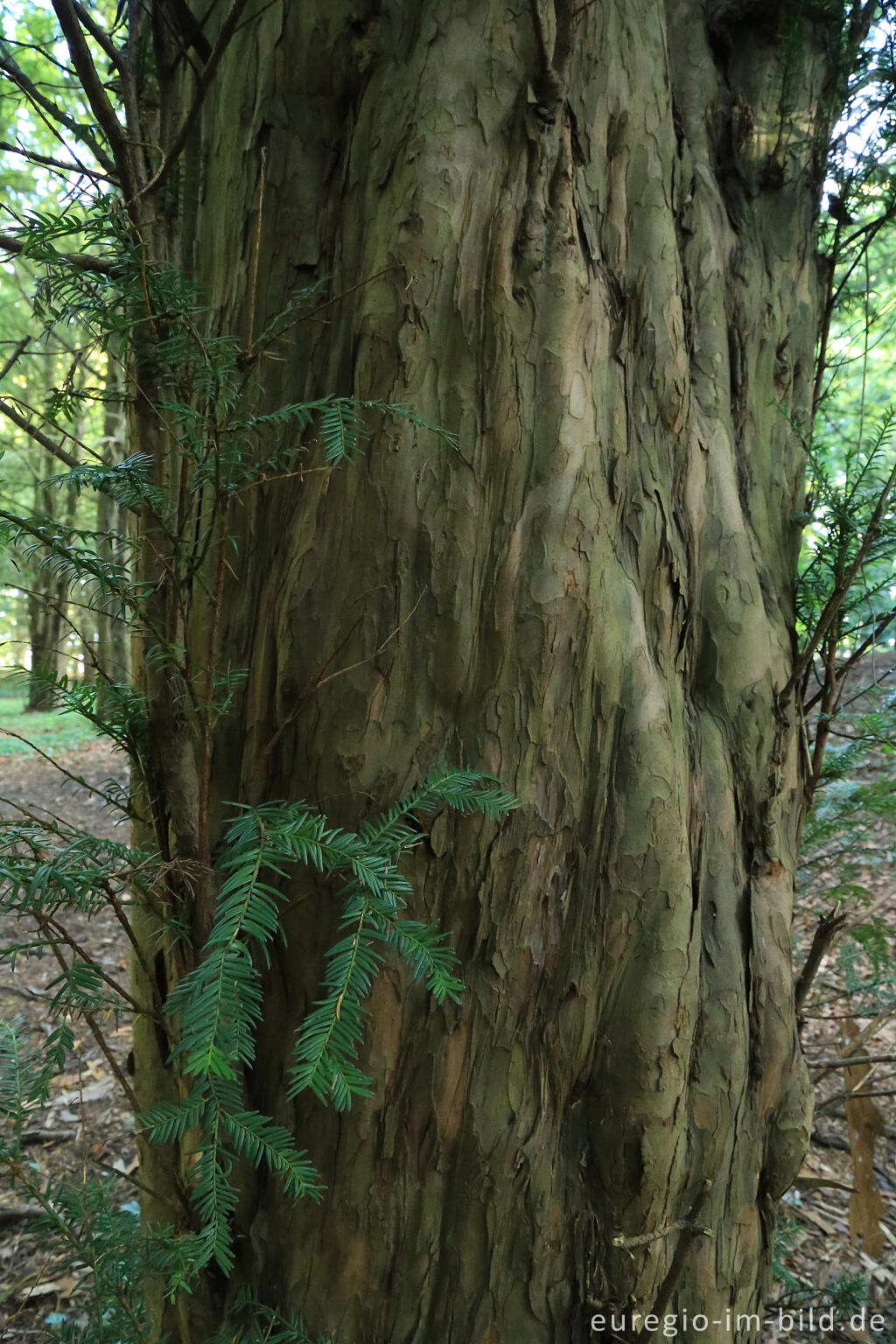 Detailansicht von Der Eibenwald auf dem Lousberg in Aachen