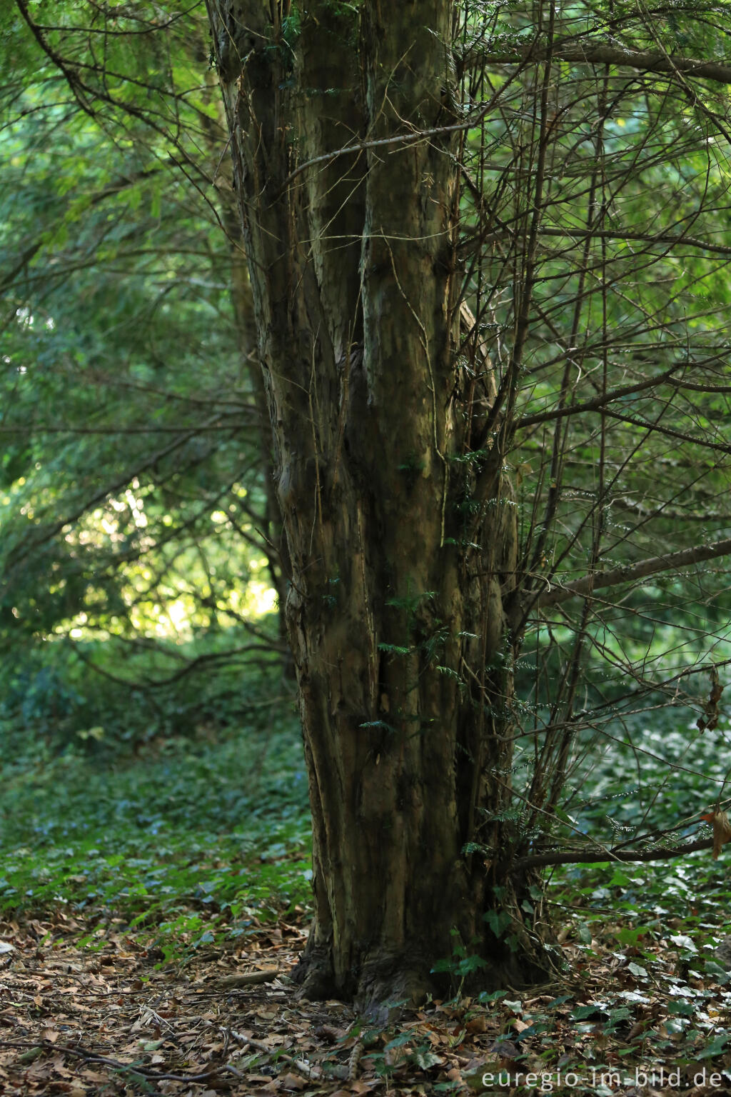 Detailansicht von Der Eibenwald auf dem Lousberg in Aachen