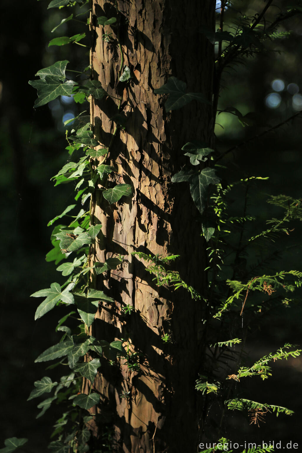 Detailansicht von Der Eibenwald auf dem Lousberg in Aachen