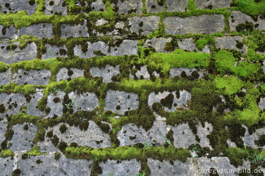 Detailansicht von Der Eifelsteig bei Roetgen