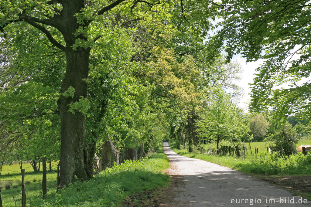 Detailansicht von Der Eifelsteig bei Roetgen