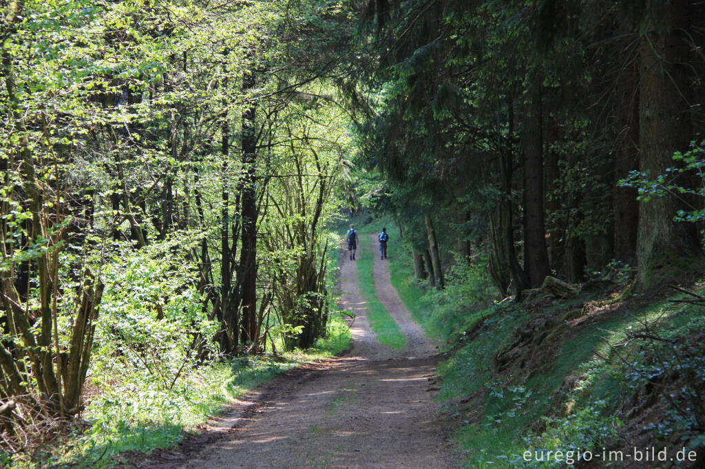 Detailansicht von Der Eifelsteig beim Kahlenberg, vor Neroth