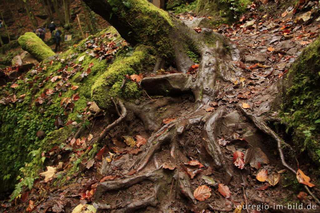 Detailansicht von Der Eifelsteig im Butzerbachtal, Südeifel