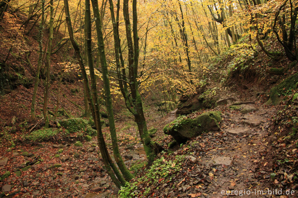 Der Eifelsteig im Butzerbachtal, Südeifel