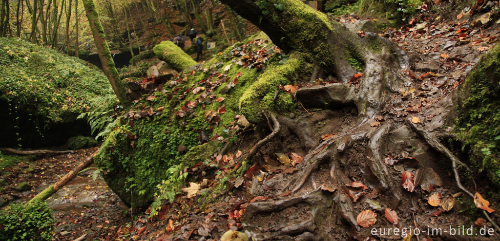 Detailansicht von Der Eifelsteig im Butzerbachtal, Südeifel