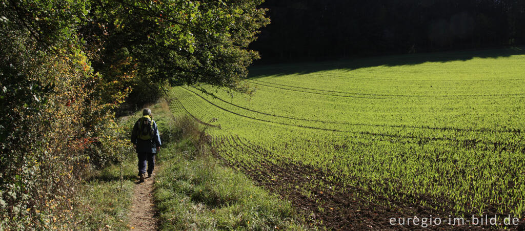 Detailansicht von Der Eifelsteig zwischen Manderscheid und Himmerod