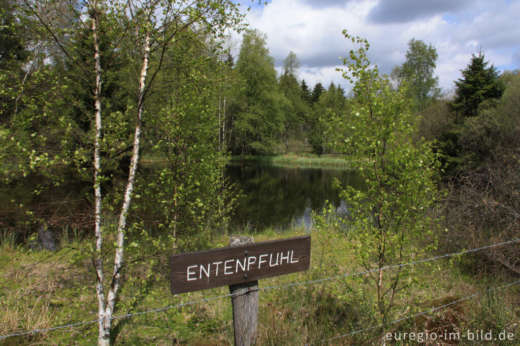 Der "Entenpfuhl" im Brackvenn (Hohes Venn) im Mai