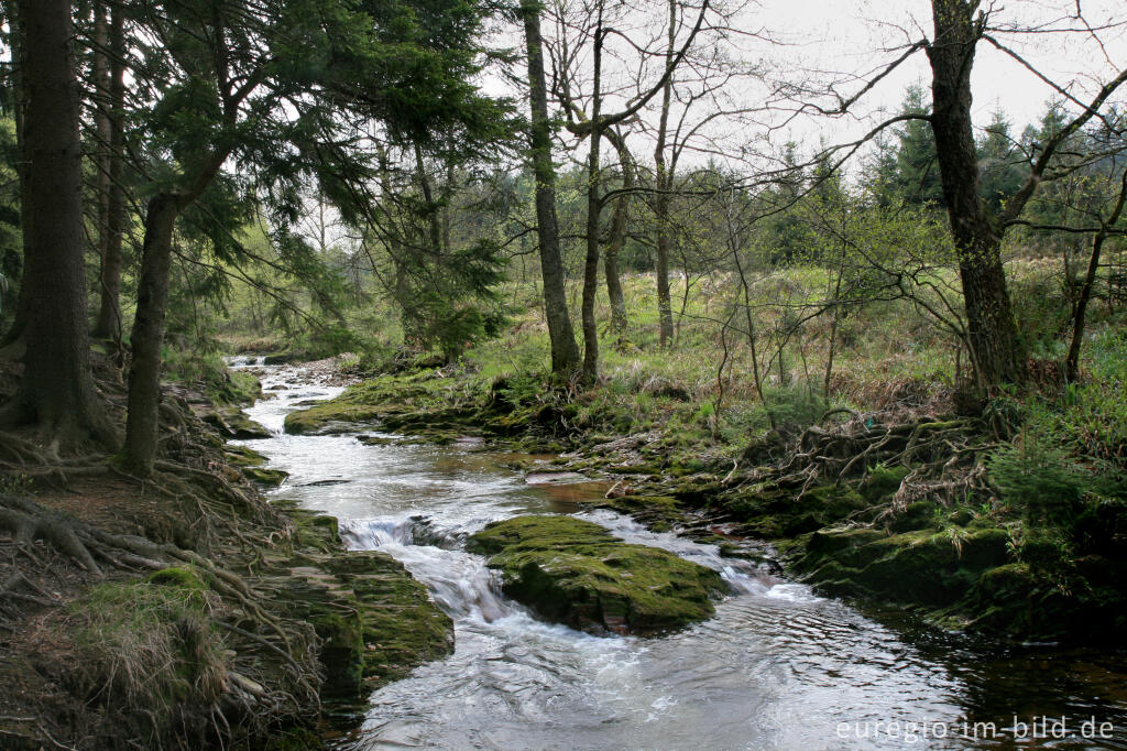 Detailansicht von Der Eschbach, ein Zufluss zur Weser, westlich von Roetgen