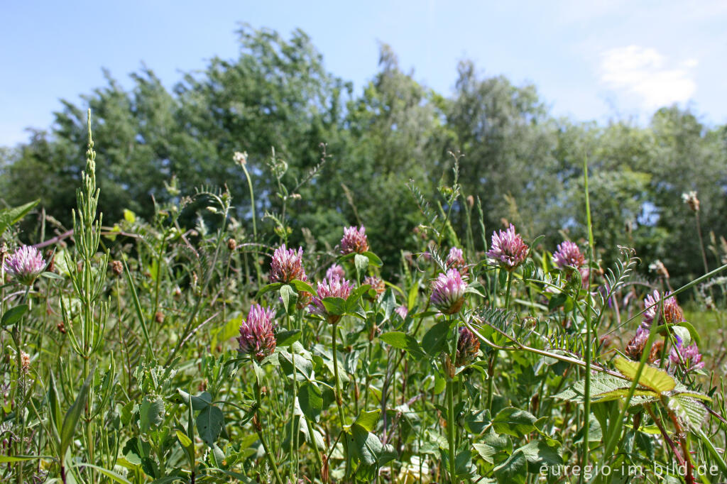 Detailansicht von Der Frontenpark in Maastricht