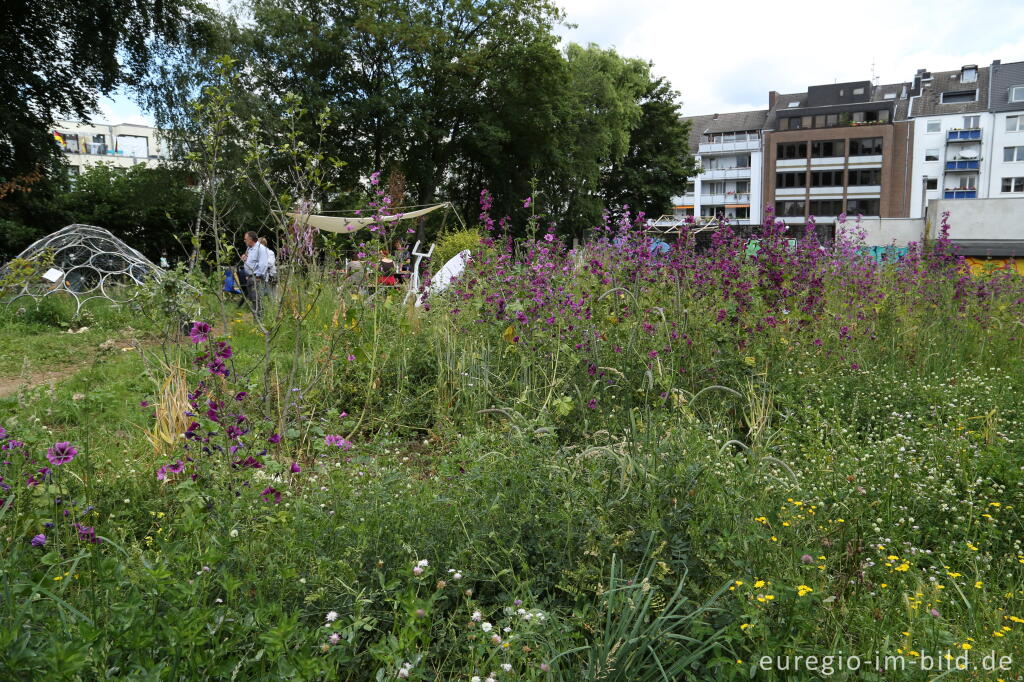 Detailansicht von Der Gemeinschaftsgarten HirschGrün in Aachen