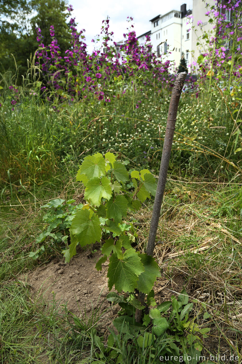 Detailansicht von Der Gemeinschaftsgarten HirschGrün in Aachen