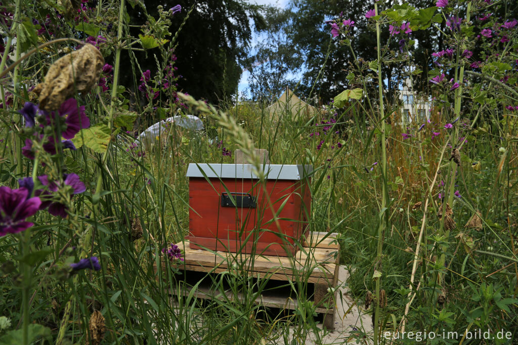 Detailansicht von Der Gemeinschaftsgarten HirschGrün in Aachen