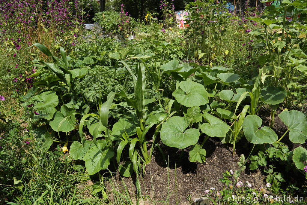 Detailansicht von Der Gemeinschaftsgarten HirschGrün in Aachen