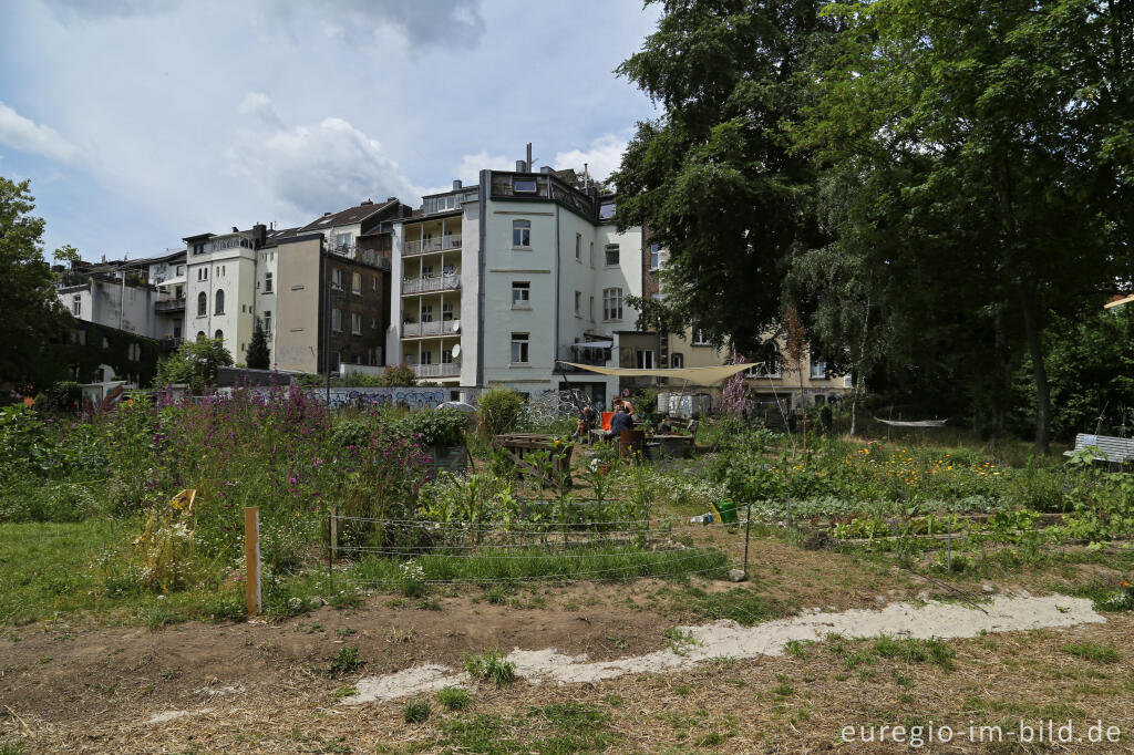 Detailansicht von Der Gemeinschaftsgarten HirschGrün in Aachen