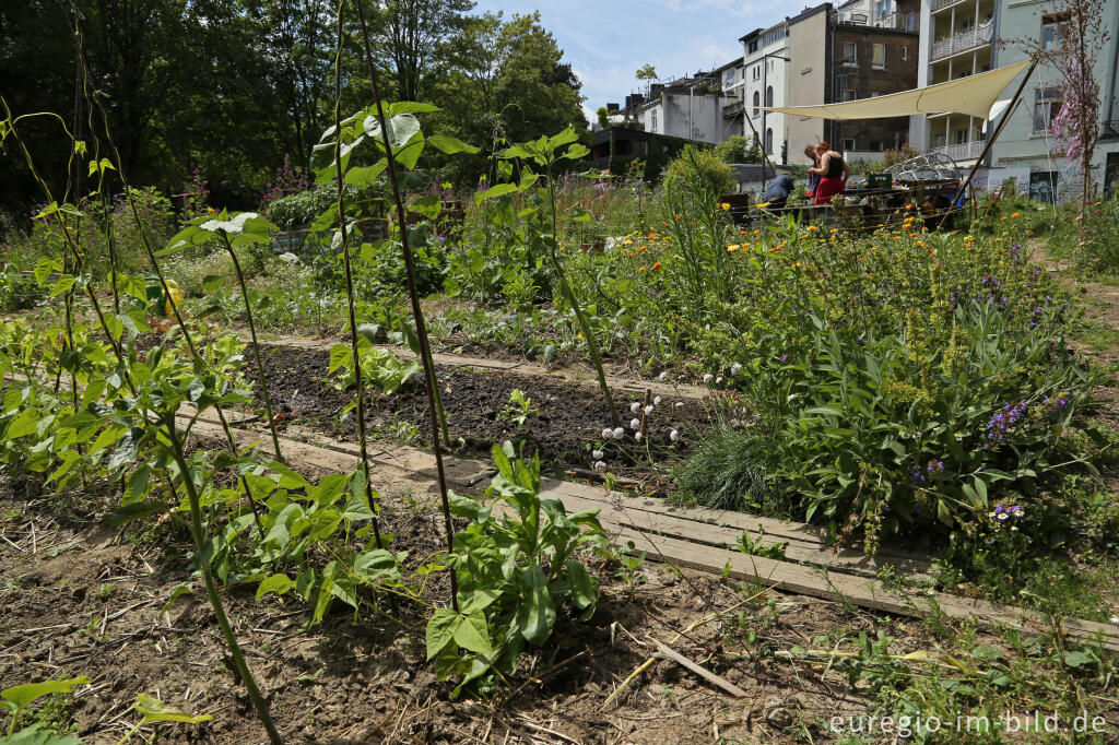 Detailansicht von Der Gemeinschaftsgarten HirschGrün in Aachen