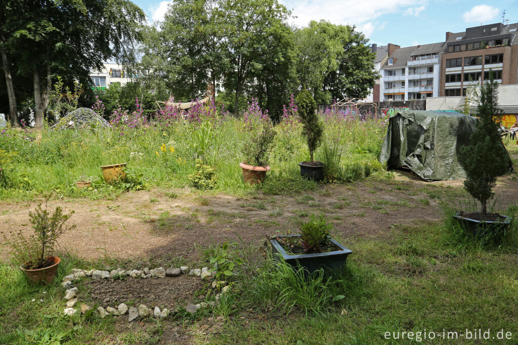 Detailansicht von Der Gemeinschaftsgarten HirschGrün in Aachen