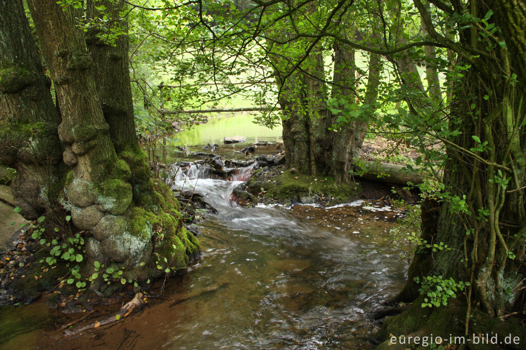 Detailansicht von Der Gillesbach bei Steinfeld, 6. Etappe des Eifelsteigs