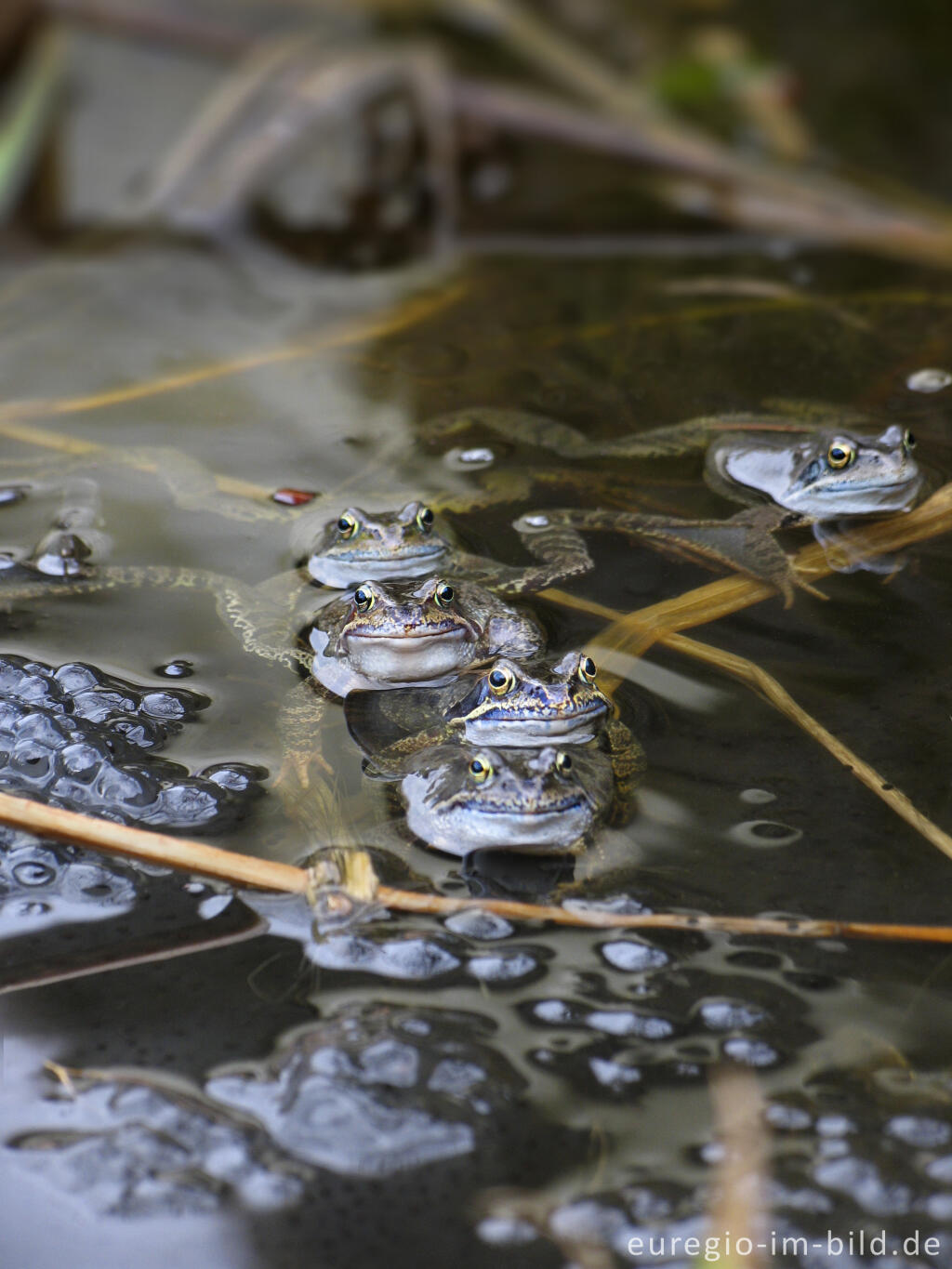 Detailansicht von Der Grasfrosch im Frühling