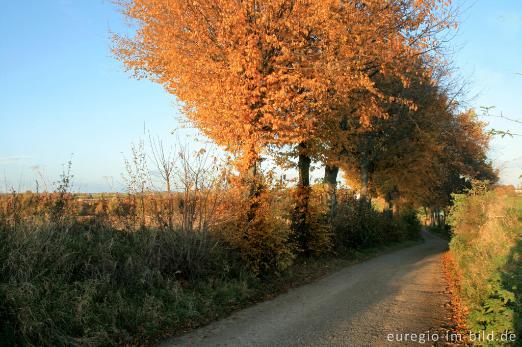 Detailansicht von Der Helweg bei Bocholtz