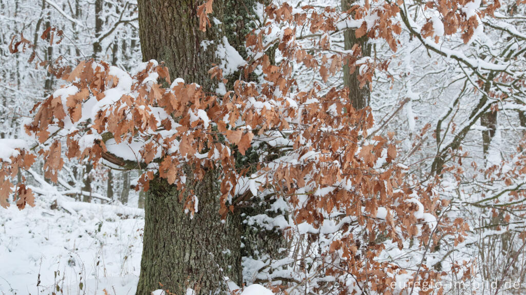 Detailansicht von Der Hetzinger Wald bei Scheidbaum