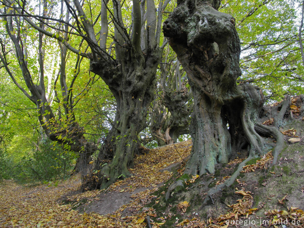 Detailansicht von Der Innere Landgraben im Friedrichwald bei Aachen mit alten Kopfbuchen