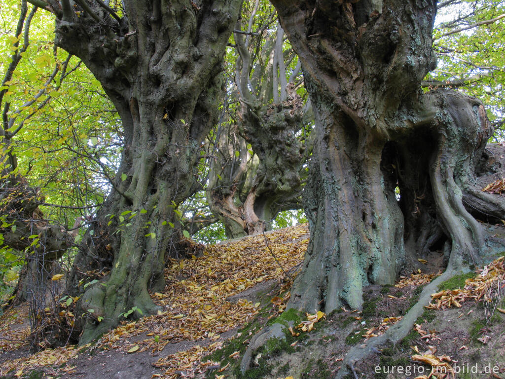 Detailansicht von Der Innere Landgraben im Friedrichwald bei Aachen mit alten Kopfbuchen