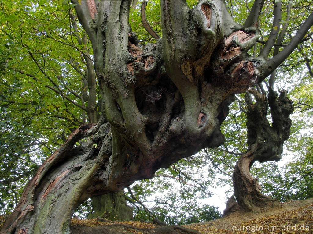 Detailansicht von Der Innere Landgraben im Friedrichwald bei Aachen mit alten Kopfbuchen