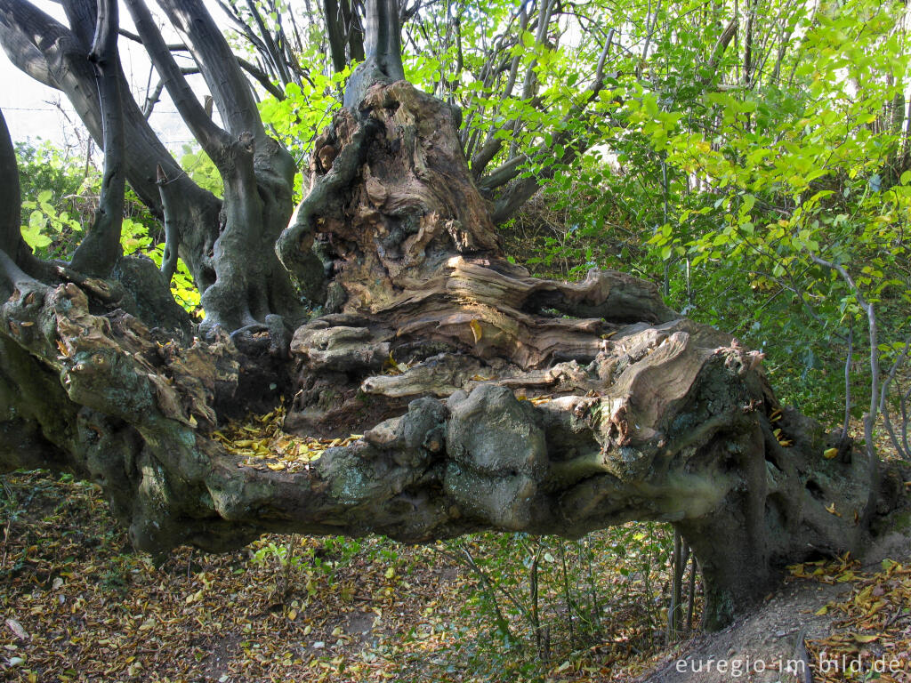 Detailansicht von Der Innere Landgraben im Friedrichwald bei Aachen mit alten Kopfbuchen