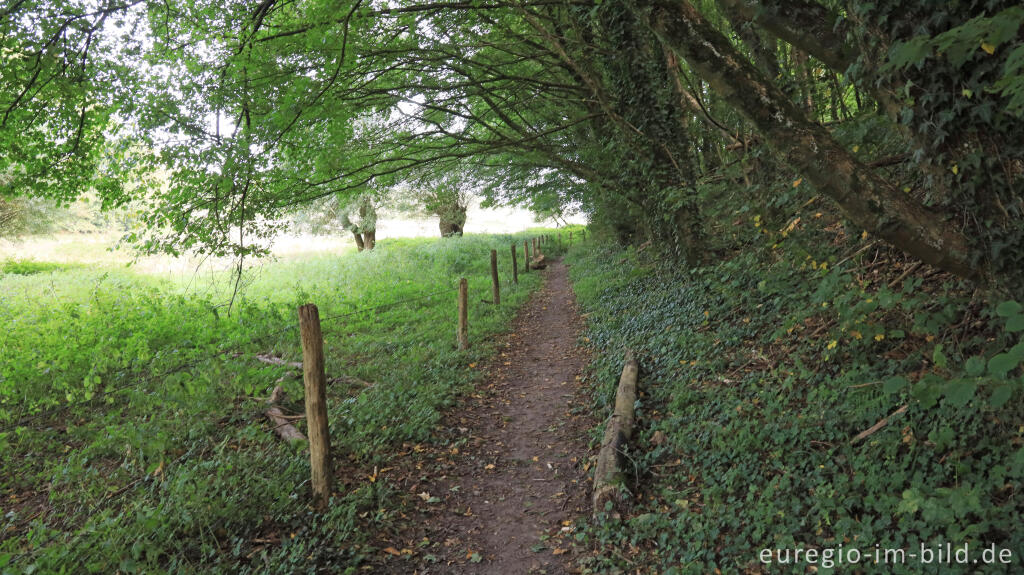 Detailansicht von Der Jasperhofmolenweg im Klingendal, Südlimburg