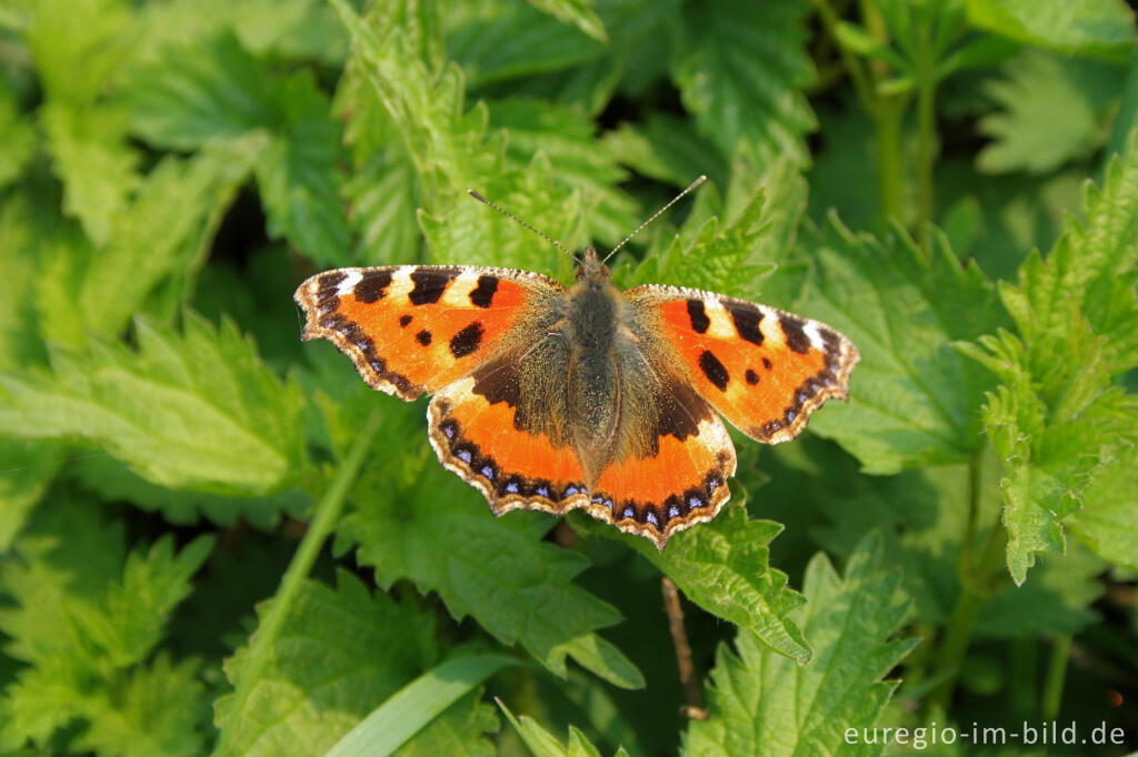 Detailansicht von Der Kleine Fuchs, Aglais urticae