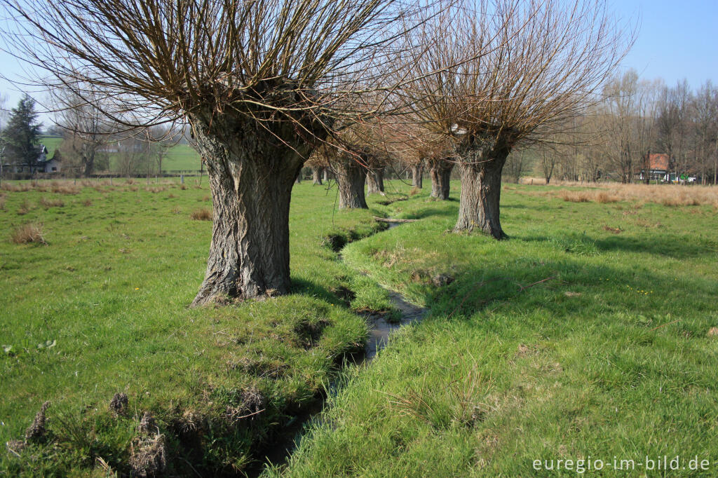 Der Klitserbeek mit Kopfweiden an der Via Gulia zwischen Epen und Mechelen, Göhltal, NL