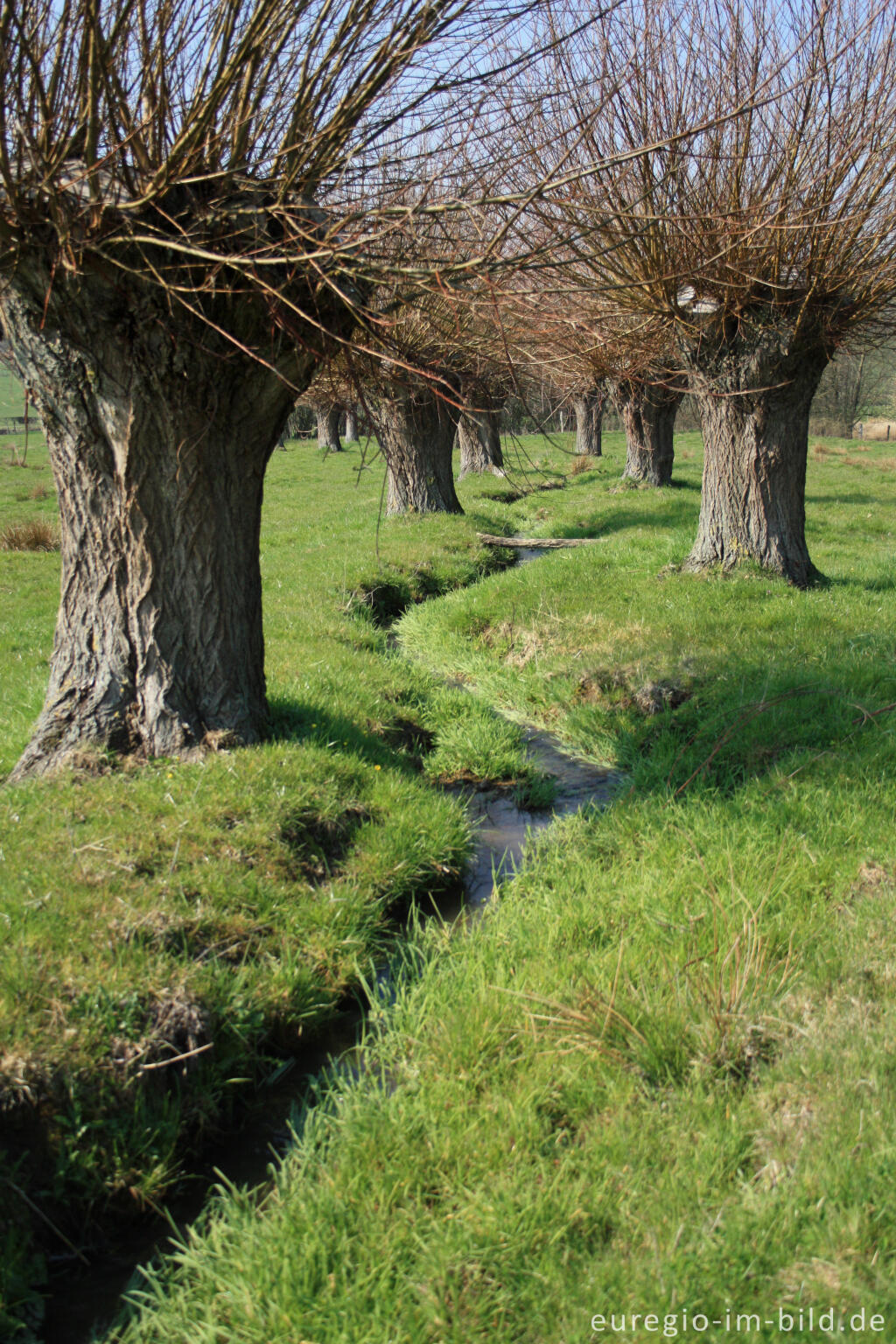 Detailansicht von Der Klitserbeek mit Kopfweiden an der Via Gulia zwischen Epen und Mechelen, Göhltal, NL