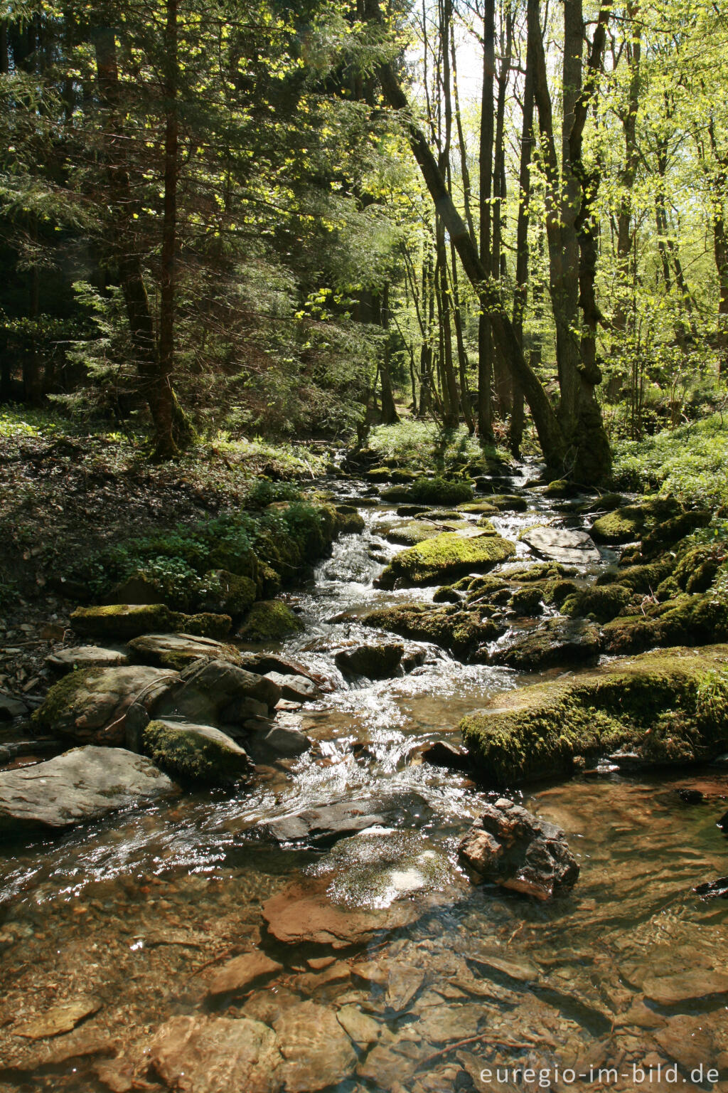 Detailansicht von Der Kluckbach im Rohrener Wald, Eifelsteig