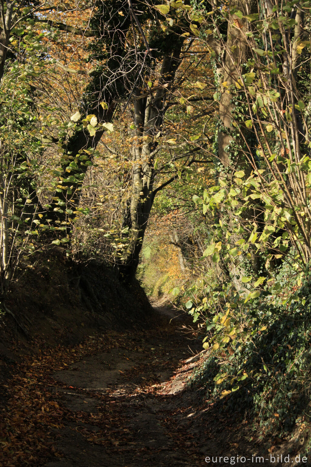 Detailansicht von Der Kolmonderbosweg, ein Hohlweg bei Nijswiller