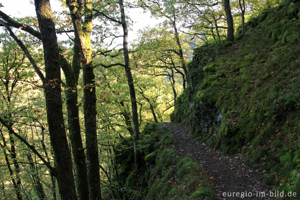 Detailansicht von Der Lieserpfad / Eifelsteig, südlich von Manderscheid