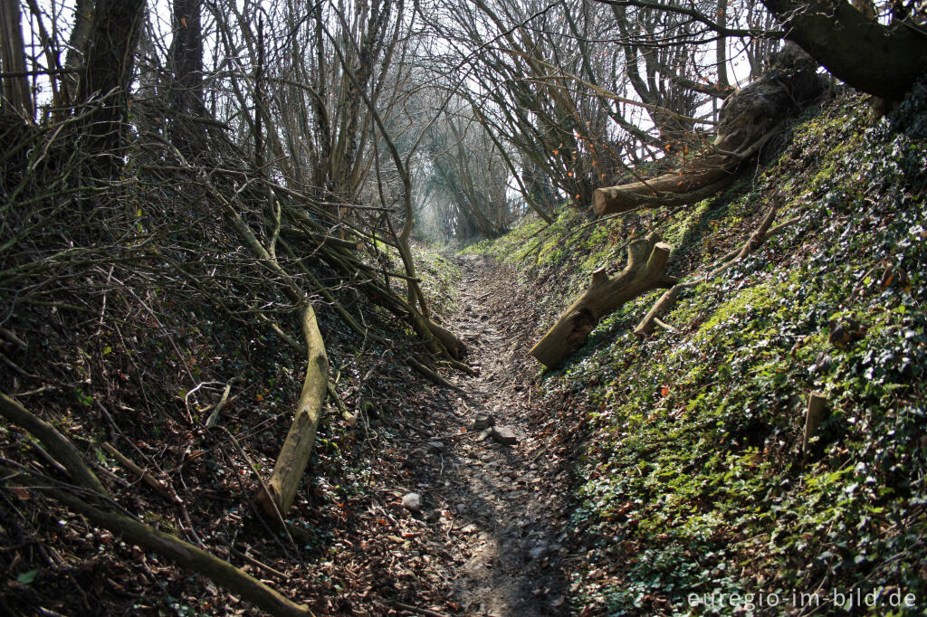 Detailansicht von Der Limburgerweg, ein alter Hohlweg nördlichöstlich von Lontzen