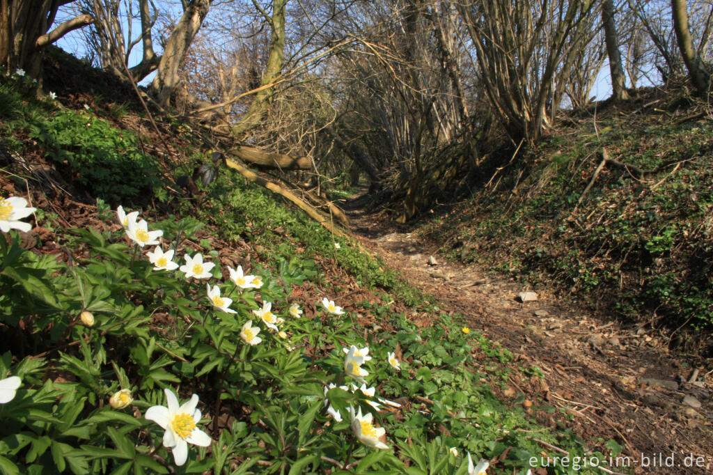 Detailansicht von Der Limburgerweg, ein alter Hohlweg nördlichöstlich von Lontzen