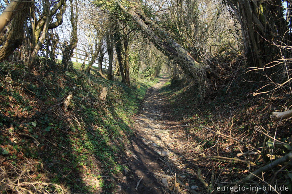 Detailansicht von Der Limburgerweg, ein alter Hohlweg nördlichöstlich von Lontzen