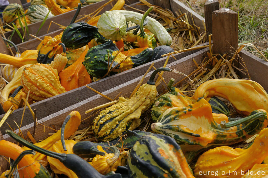 Detailansicht von Der Meroder Kürbismarkt