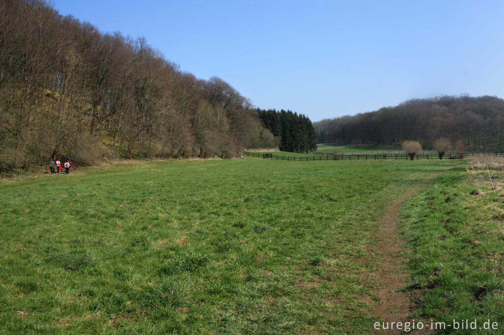 Detailansicht von Der Narzissenwald im Hohnbachtal bei Kelmis / La Calamine, Belgien