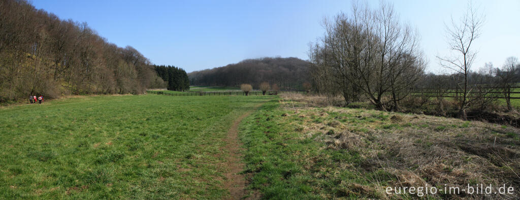 Detailansicht von Der Narzissenwald, „Staatswald Hohnbachtal“ bei Kelmis / La Calamine, Belgien