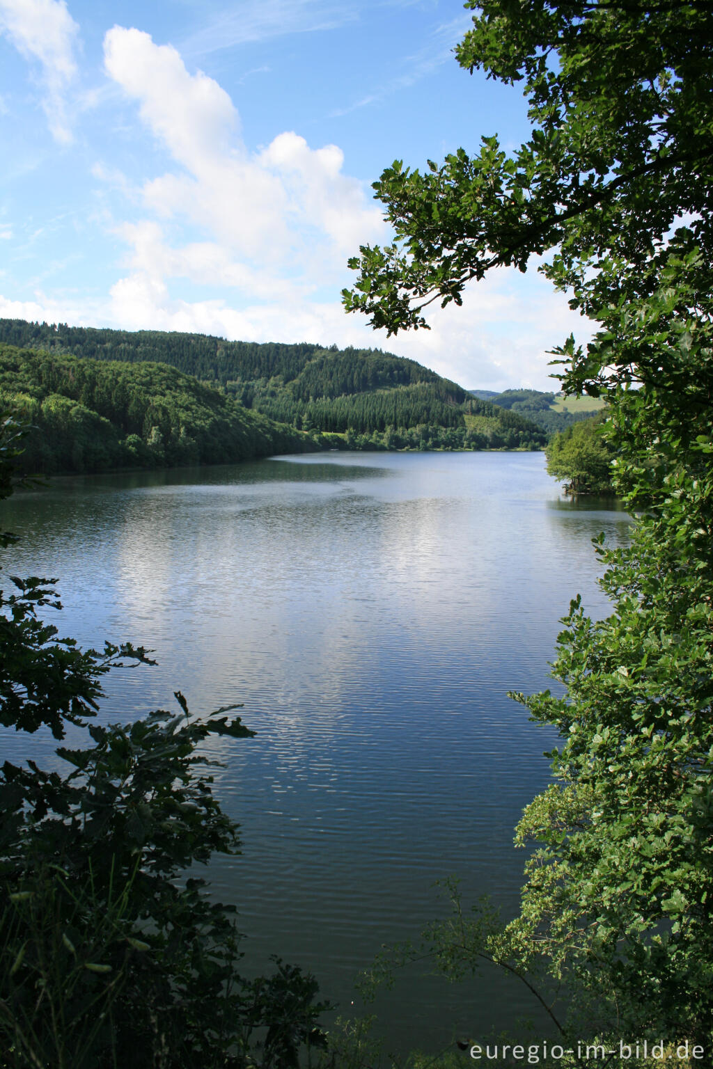 Detailansicht von Der Obersee im Nationalpark Eifel