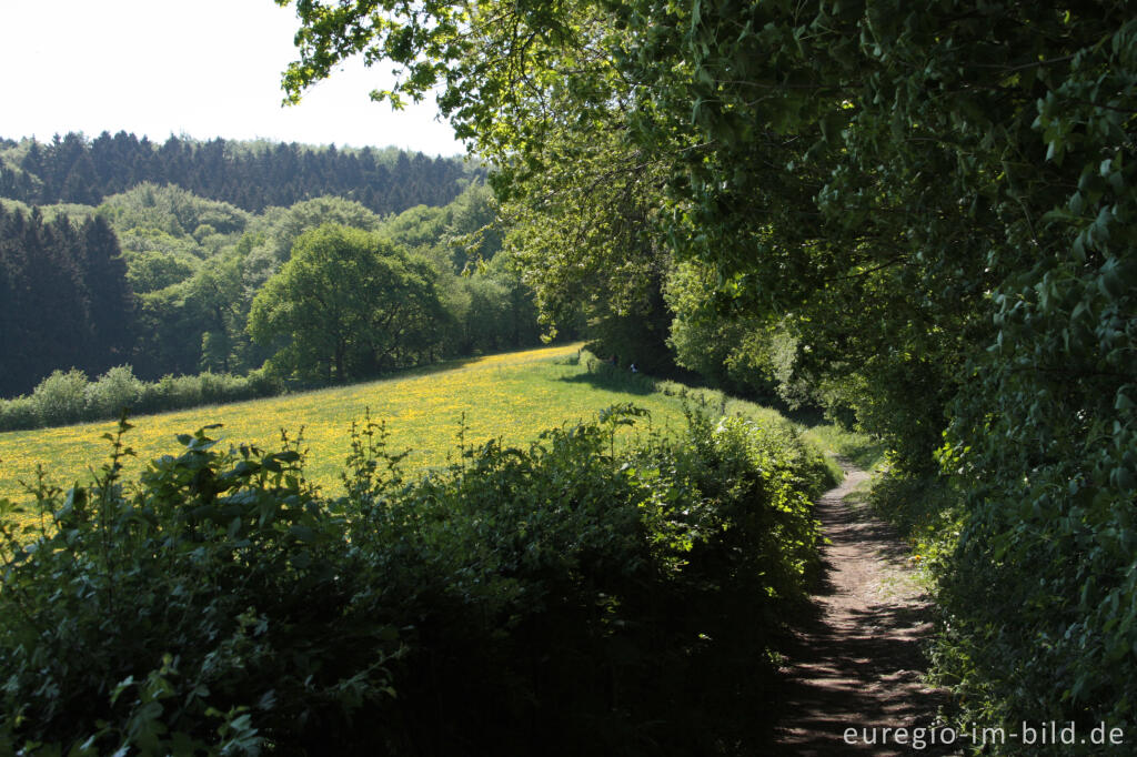 Detailansicht von Der Philippionsweg bei Aachen-Hanbruch