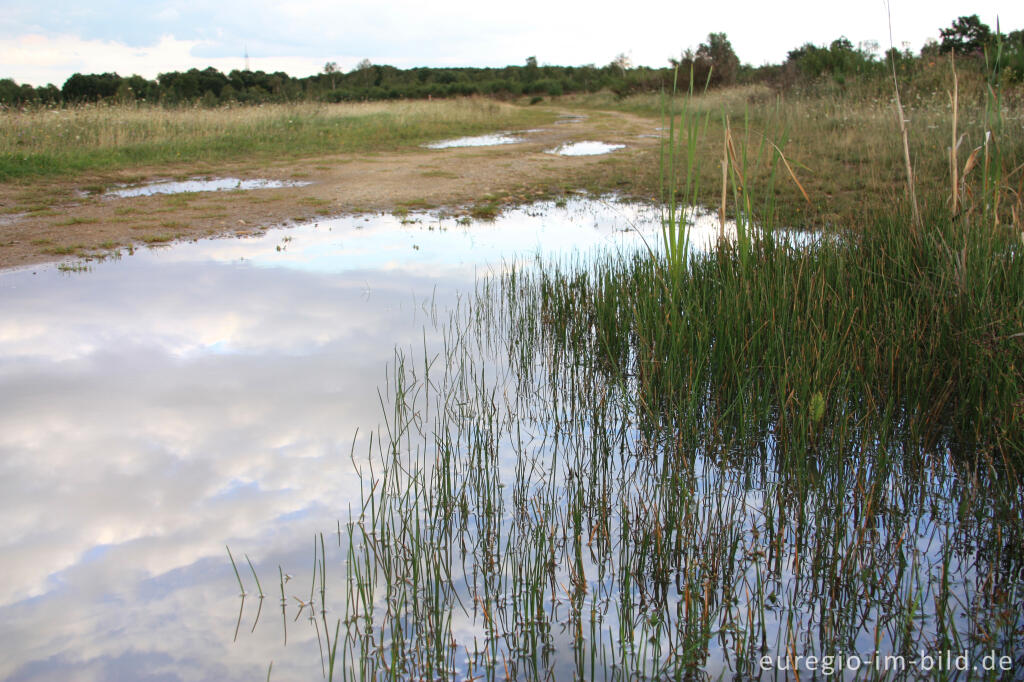 Detailansicht von Der Pillenfarn, ein "Zwerg" der Drover Heide